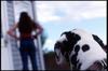 Dalmatiner Foto: Dogs Eye (ID 720) Dalmatiner Hund