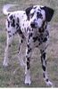 Dalmatiner Foto: Georgy 10. Monate alt (ID 5092) Dalmatiner Hund