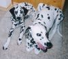 Dalmatiner Foto: georgy und Freund (ID 2668) Dalmatiner Hund