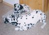 Dalmatiner Foto: georgy und Freund (ID 2669) Dalmatiner Hund