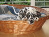 Dalmatiner Foto: Sherane (ID 34031) Dalmatiner Hund
