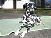 Dalmatiner Foto: Sherane und die Sonne (ID 34029) Dalmatiner Hund
