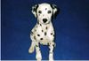 Dalmatiner Foto: Caesy mit 10 Wochen (ID 21585) Dalmatiner Hund