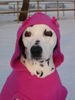 Dalmatiner Foto: Luna mit Kapuzenpulli (ID 33729) Dalmatiner Hund