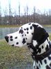 Dalmatiner Foto: Heisst El Bandito (ID 27587) Dalmatiner Hund