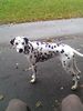 Dalmatiner Foto: Heisst El Bandito (ID 27588) Dalmatiner Hund