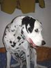 Dalmatiner Foto: IN MEMORIAM Mr.STEVIE Wonder (+2003) (ID 19512) Dalmatiner Hund