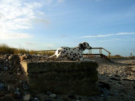 Dalmatiner Hunde Foto 40401 in höherer Auflösung ansehen Dalmatiner Dusty-Strand II