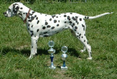 Dalmatiner Hunde Foto 28319 in höherer Auflösung ansehen Dalmatiner Xabea