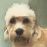 Dandie Dinmont Terrier