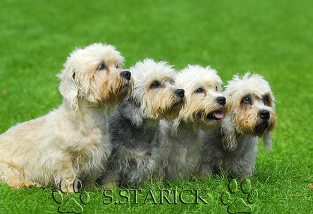Dandie Dinmont Terrier Hunde Foto 34188 in höherer Auflösung ansehen Dandie Dinmont Terrier Dandies