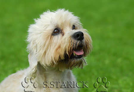 Dandie Dinmont Terrier Hunde Foto 34189 in höherer Auflösung ansehen Dandie Dinmont Terrier Kann man diesem Blick widerstehen???