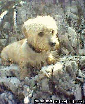 Dandie Dinmont Terrier Hunde Foto 8946 Dandie Dinmont Terrier Ein Tag in der Eisgrotte in Salzburg