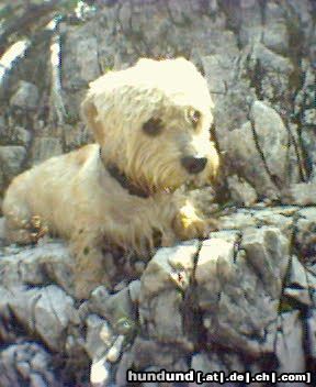 Dandie Dinmont Terrier Ein Tag in der Eisgrotte in Salzburg