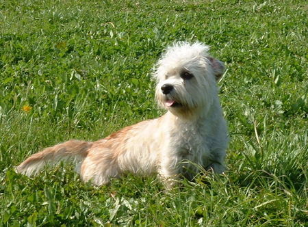 Dandie Dinmont Terrier Hunde Foto 31878 Dandie Dinmont Terrier