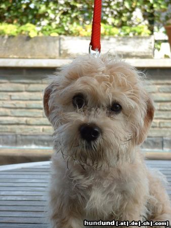 Dandie Dinmont Terrier Hunde Foto 9235 Dandie Dinmont Terrier Bonfire Buddy von Treasure Island