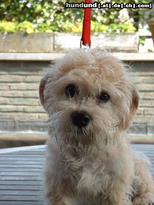 Dandie Dinmont Terrier Bonfire Buddy von Treasure Island