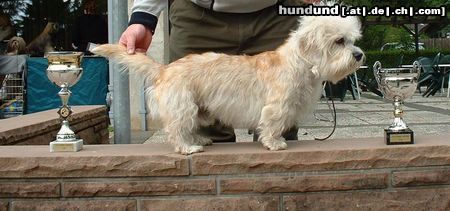 Dandie Dinmont Terrier Hunde Foto 12758 Dandie Dinmont Terrier Bonfire Buddy van Treasure Island