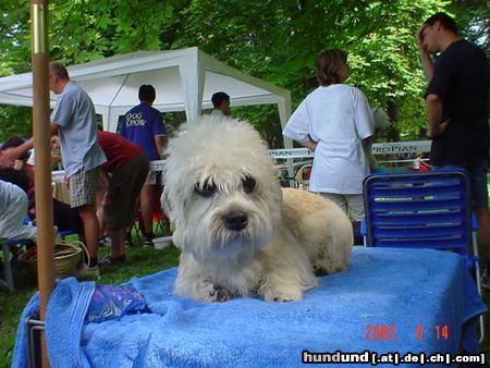 Dandie Dinmont Terrier Austrian Dandies