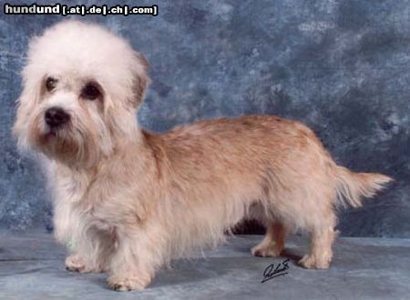 Dandie Dinmont Terrier NL CH I am what I am do Castelo Branco