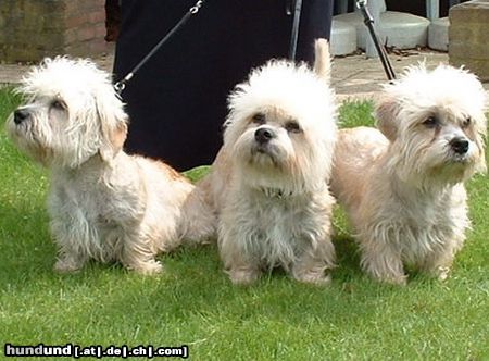 Dandie Dinmont Terrier Bahama Brezze,Bill Bones und Bonfire Buddy von Treasue Island 