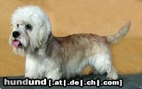 Dandie Dinmont Terrier Austrian Dandies