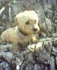 Dandie Dinmont Terrier Hund