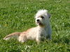 Dandie Dinmont Terrier Hund