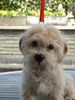 Dandie Dinmont Terrier Foto: Bonfire Buddy von Treasure Island (ID 9235) Dandie Dinmont Terrier Hund