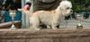 Dandie Dinmont Terrier Foto: Bonfire Buddy van Treasure Island (ID 12758) Dandie Dinmont Terrier Hund