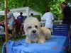 Dandie Dinmont Terrier Hund