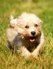 Dandie Dinmont Terrier Hund