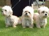 Dandie Dinmont Terrier Hund