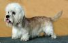 Dandie Dinmont Terrier Hund