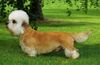 Dandie Dinmont Terrier Hund