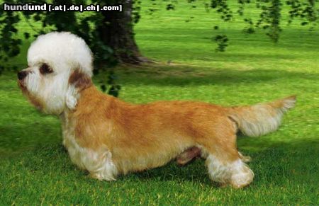 Dandie Dinmont Terrier Ch. German Dandies' Earl of Speedy