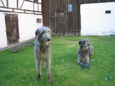 Deerhound Deerhounds Sandy und Nuage