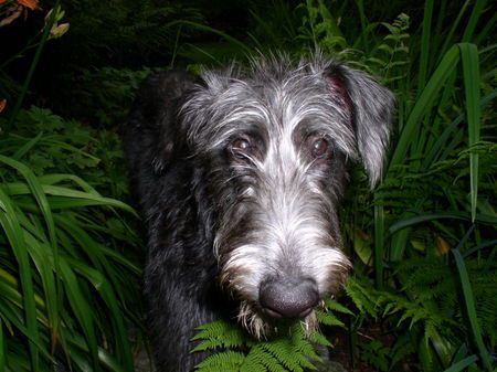 Deerhound Neale schaut aus dem 