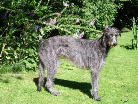 Deerhound Hunde Foto 28256 in höherer Auflösung ansehen Deerhound In Grünen
