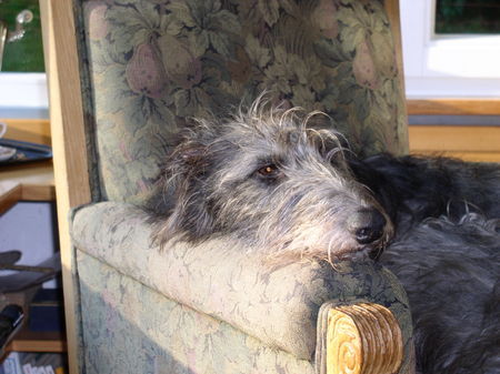 Deerhound Hunde Foto 35163 in höherer Auflösung ansehen Deerhound Neale beim Mittagsschlaf