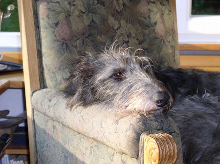 Deerhound Neale beim Mittagsschlaf