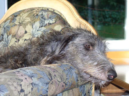 Deerhound Rose kurz vor dem Mittagsschlaf