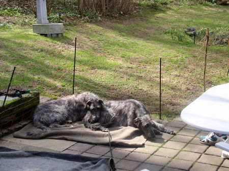 Deerhound