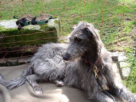 Deerhound Rose macht Pause