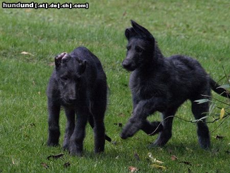 Deerhound Hunde Foto 46094 in höherer Auflösung ansehen Deerhound Deerhound Welpen , geb. 11.August 2010