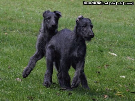 Deerhound Deerhound Welpen 'von den Eichelwiesen'