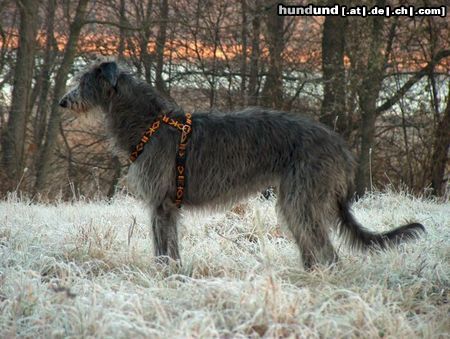Deerhound Hunde Foto 9631 Deerhound AVALANCHE Festina