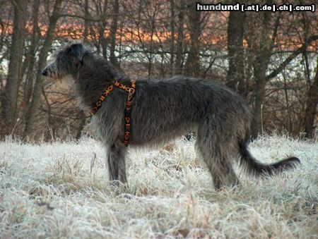 Deerhound AVALANCHE Festina