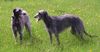 Deerhound Hund