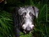 Deerhound Foto: Neale schaut aus dem (ID 33440) Deerhound Hund